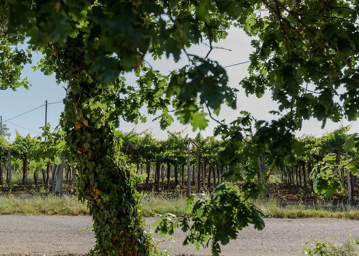 Oda ve Kahvaltı La Ciammaruca Pollutri